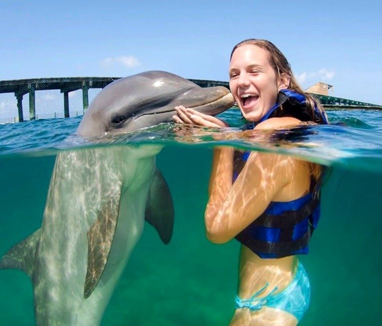 Dolphins Funtastic — Interacción