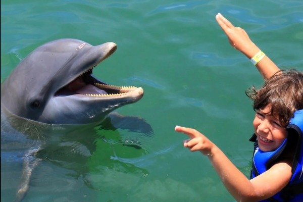 Excellence — Nada con 2 Delfines