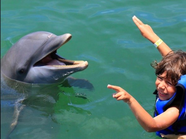 Excellence — Swim with 2 Dolphins