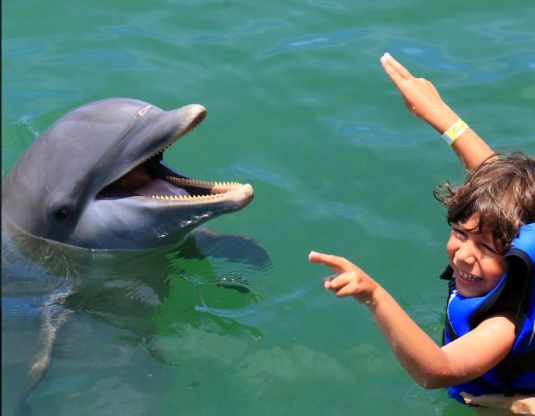 Excellence — Nager avec 2 Dauphins