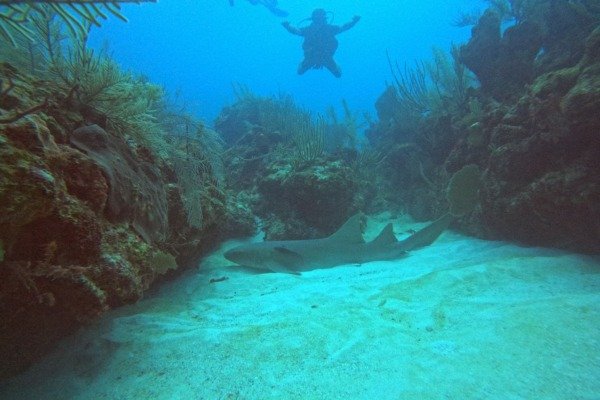 Bayahibe — Two Tanks Dives