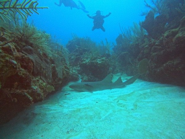 Bayahibe — Dos Inmersiones