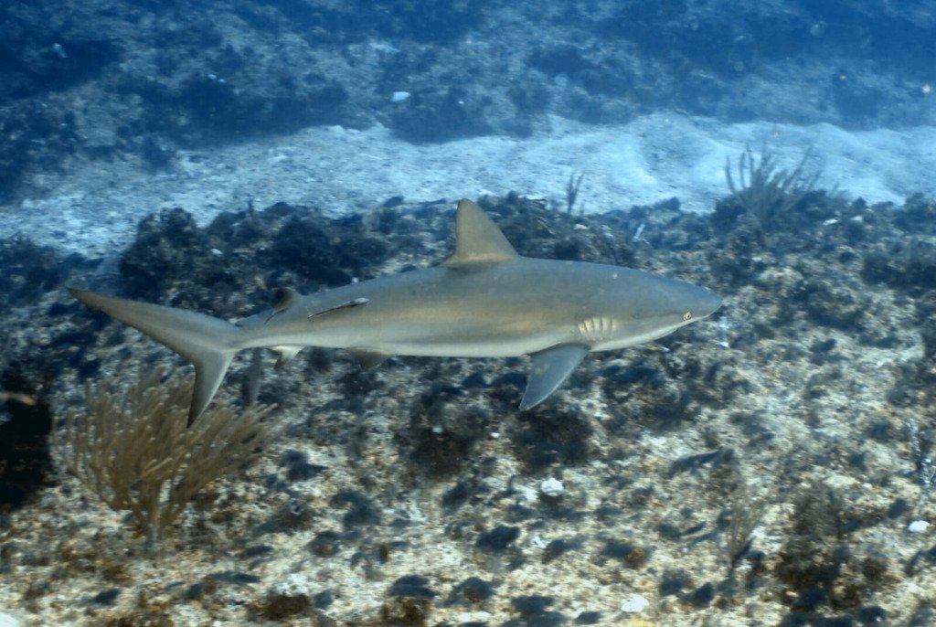 Buceador nadando junto a formaciones de coral cerca de Isla Catalina
