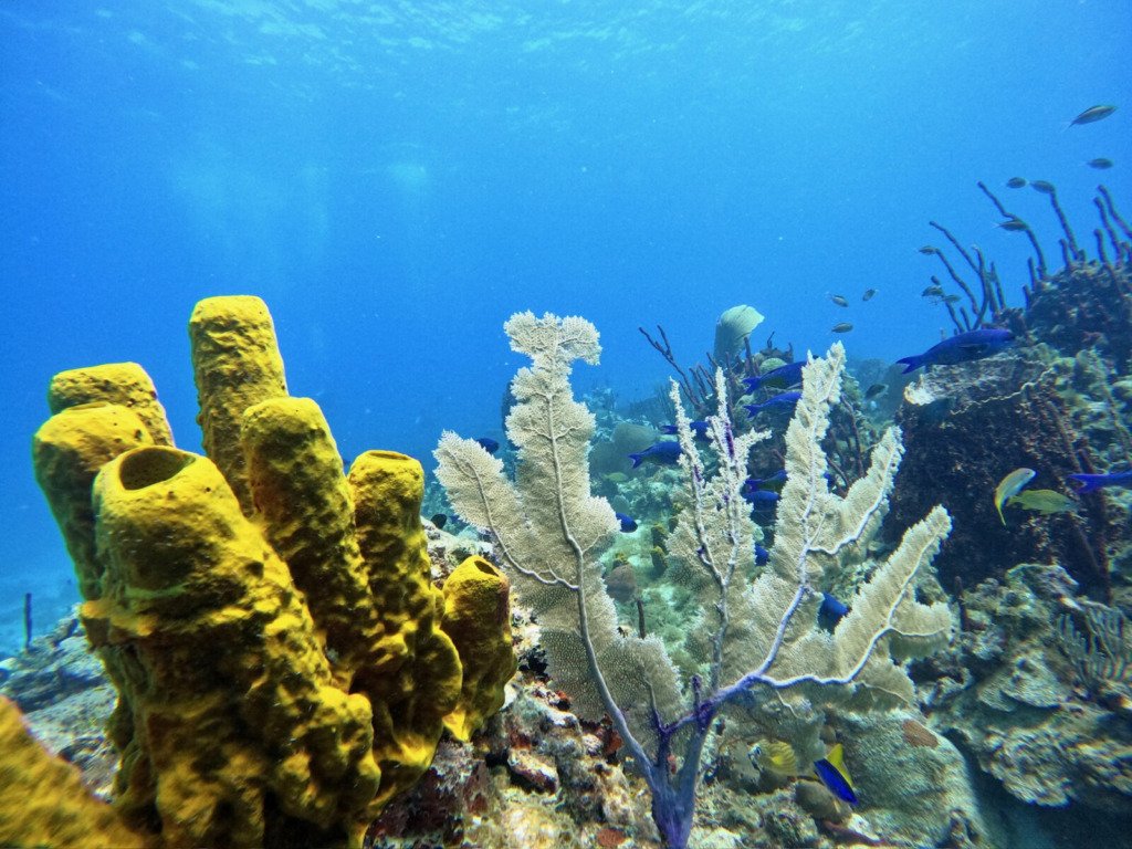 Buceador deslizándose sobre el arrecife cerca de Isla Catalina